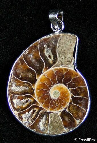 Polished Ammonite Pendant #2591